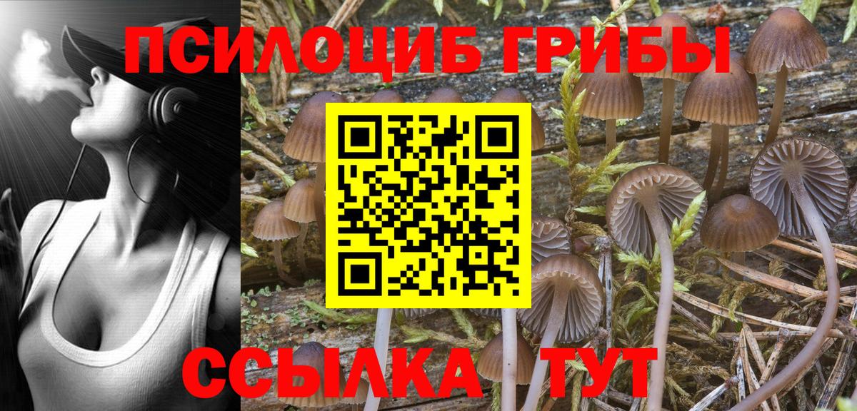 Галлюциногенные грибы Psilocybine cubensis Кашира