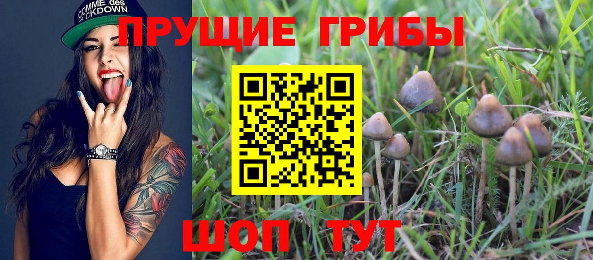 Кашира  Галлюциногенные грибы Psilocybe  Псилоцибиновые грибы мухоморы  Вход с VPN 